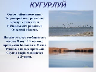 Озеро пойменного типа.
Территориально разделено
между Ренийским и
Измаильским районами
Одесской области.
На севере озеро сообщается с
озером Ялпуг. На востоке
протоками Большая и Малая
Репида, а на юге протокой
Скунда озеро сообщается
с Дунаем.
 