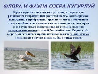 Берега заросли тростником и рогозом, в озере также
развивается гидрофильная растительность. Разнообразная
ихтиофауна, в прибрежных зарослях — места гнездования
птиц, в особенности в плавнях возле южно-восточного края
озера существует единственная на Украине колония
кучерявого пеликана— самой большой птицы Европы. На
озере осуществляется промышленный вылов сазана, судака,
леща, щуки и других видов рыбы, а также раков.
 