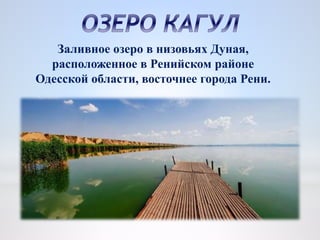 Заливное озеро в низовьях Дуная,
расположенное в Ренийском районе
Одесской области, восточнее города Рени.
 