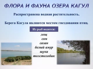 Распространена водная растительность.
Берега Кагула являются местом гнездования птиц.
Из рыб водятся:
лещ
сом
сазан
белый амур
щука
толстолобик
 