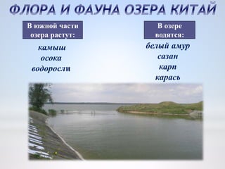 белый амур
сазан
карп
карась
камыш
осока
водоросли
В южной части
озера растут:
В озере
водятся:
 