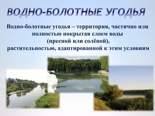 Водно-болотные угодья – территория, частично или
полностью покрытая слоем воды
(пресной или солёной),
растительностью, адаптированной к этим условиям
 