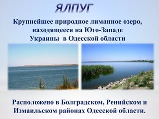 Крупнейшее природное лиманное озеро,
находящееся на Юго-Западе
Украины в Одесской области
Расположено в Болградском, Ренийском и
Измаильском районах Одесской области.
 