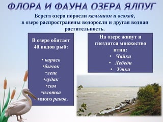 Берега озера поросли камышом и осокой,
в озере распространены водоросли и другая водная
растительность.
В озере обитает
40 видов рыб:
• карась
•бычок
•лещ
•судак
•сом
•плотва
• много раков.
На озере живут и
гнездятся множество
птиц:
• Чайки
• Лебеди
• Утки
 