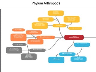 Phylum Arthropods
 