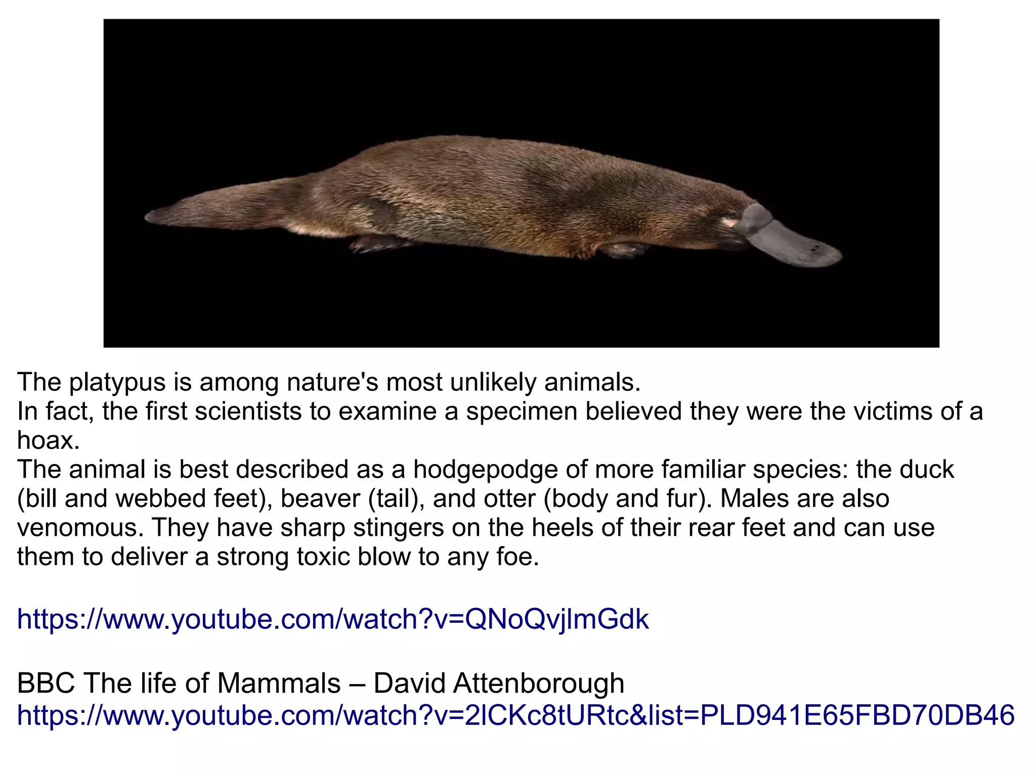 The platypus is among nature's most unlikely animals.
In fact, the first scientists to examine a specimen believed they were the victims of a
hoax.
The animal is best described as a hodgepodge of more familiar species: the duck
(bill and webbed feet), beaver (tail), and otter (body and fur). Males are also
venomous. They have sharp stingers on the heels of their rear feet and can use
them to deliver a strong toxic blow to any foe.
https://www.youtube.com/watch?v=QNoQvjlmGdk
BBC The life of Mammals – David Attenborough
https://www.youtube.com/watch?v=2lCKc8tURtc&list=PLD941E65FBD70DB46