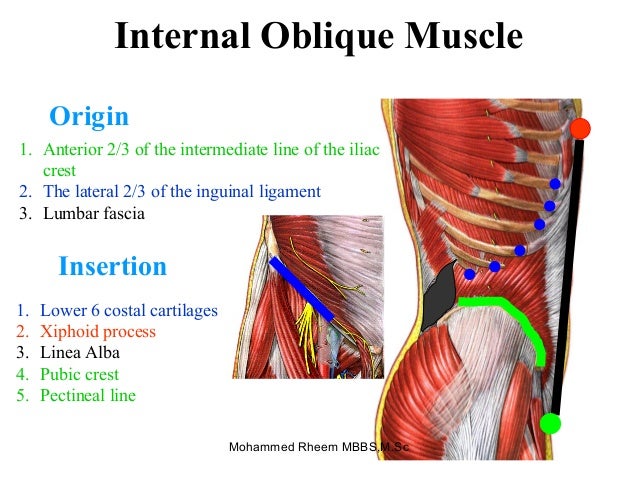 External Oblique Muscle Origin And Insertion
