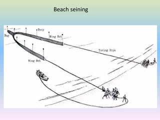 Beach seining
 