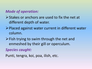Mode of operation:
Stakes or anchors are used to fix the net at
different depth of water.
Placed against water current in different water
column.
Fish trying to swim through the net and
enmeshed by their gill or operculum.
Species caught:
Punti, tengra, koi, poa, ilish, etc.
 
