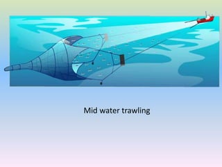 Mid water trawling
 