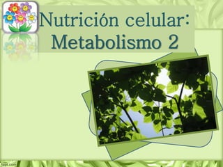 Nutrición celular:
Metabolismo 2
 