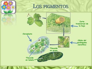 LOS PIGMENTOS
Tilacoide
en lamela
Tilacoide
en grana
Cloroplasto
Corte
transversal de
la hoja
Célula del
parénquima
clorofílico
 