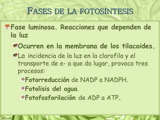 Fase luminosa. Reacciones que dependen de
la luz
Ocurren en la membrana de los tilacoides.
La incidencia de la luz en la clorofila y el
transporte de e- a que da lugar, provoca tres
procesos:
Fotorreducción de NADP a NADPH.
Fotolisis del agua.
Fotofosforilación de ADP a ATP.
FASES DE LA FOTOSÍNTESIS
 