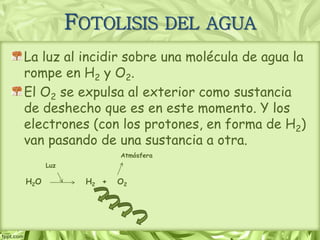 FOTOLISIS DEL AGUA
La luz al incidir sobre una molécula de agua la
rompe en H2 y O2.
El O2 se expulsa al exterior como sustancia
de deshecho que es en este momento. Y los
electrones (con los protones, en forma de H2)
van pasando de una sustancia a otra.
H2O
Luz
H2 + O2
Atmósfera
 