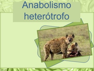 Anabolismo
heterótrofo
 
