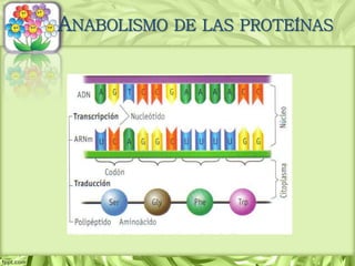 ANABOLISMO DE LAS PROTEÍNAS
 