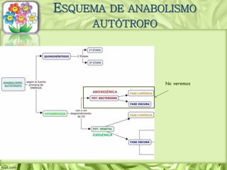 ANOXIGÉNICA
OXIGÉNICA
ESQUEMA DE ANABOLISMO
AUTÓTROFO
No veremos
 