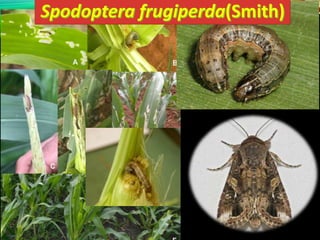 Invasive insect Pest in Last Decade|Invasive Alien Species (IAS ...