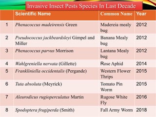 Invasive insect Pest in Last Decade|Invasive Alien Species (IAS ...