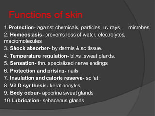 1. Basic structures and functions of skin | PPT