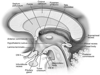 Radiological anatomy of the brain | PPT