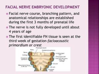  Facial nerve course, branching pattern, and
anatomical relationships are established
during the first 3 months of prenatal life
 The nerve is not fully developed until about
4 years of age
 The first identifiable FN tissue is seen at the
third week of gestation-facioacoustic
primordium or crest
 