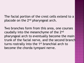 The facial portion of the crest cells extend to a
placode on the 2nd pharyngeal arch.
Two branches form from this area, one courses
caudally into the mesenchyme of the 2nd
pharyngeal arch to eventually become the main
trunk of the facial nerve, and the second branch
turns rostrally into the 1st branchial arch to
become the chorda tympani nerve.
 