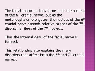 The facial motor nucleus forms near the nucleus
of the 6th cranial nerve, but as the
metencephalon elongates, the nucleus of the 6th
cranial nerve ascends relative to that of the 7th,
displacing fibres of the 7th nucleus.
Thus the internal genu of the facial nerve is
formed.
This relationship also explains the many
disorders that affect both the 6th and 7th cranial
nerves.
 