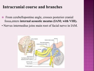 Intracranial course and branches
 From cerebellopontine angle, crosses posterior cranial
fossa,enters internal acoustic meatus (IAM; with VIII).
• Nervus intermedius joins main root of facial nerve in IAM.
 