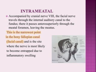  Accompanied by cranial nerve VIII, the facial nerve
travels through the internal auditory canal to the
fundus; there it passes anterosuperiorly through the
meatal foramen, leaving the meatus.
This is the narrowest point
in the bony fallopian canal
(facial canal) and is the site
where the nerve is most likely
to become entrapped due to
inflammatory swelling
 