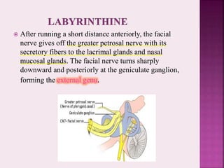  After running a short distance anteriorly, the facial
nerve gives off the greater petrosal nerve with its
secretory fibers to the lacrimal glands and nasal
mucosal glands. The facial nerve turns sharply
downward and posteriorly at the geniculate ganglion,
forming the external genu.
 