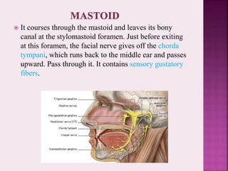  It courses through the mastoid and leaves its bony
canal at the stylomastoid foramen. Just before exiting
at this foramen, the facial nerve gives off the chorda
tympani, which runs back to the middle ear and passes
upward. Pass through it. It contains sensory gustatory
fibers.
 