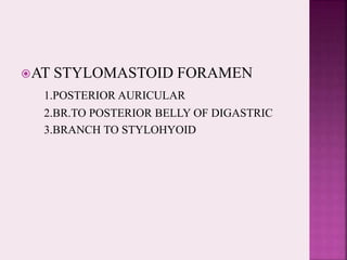 AT STYLOMASTOID FORAMEN
1.POSTERIOR AURICULAR
2.BR.TO POSTERIOR BELLY OF DIGASTRIC
3.BRANCH TO STYLOHYOID
 