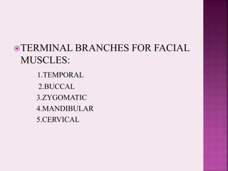 TERMINAL BRANCHES FOR FACIAL
MUSCLES:
1.TEMPORAL
2.BUCCAL
3.ZYGOMATIC
4.MANDIBULAR
5.CERVICAL
 