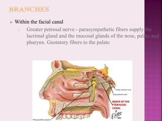 Within the facial canal
1. Greater petrosal nerve - parasympathetic fibers supply the
lacrimal gland and the mucosal glands of the nose, palate and
pharynx. Gustatory fibers to the palate
 