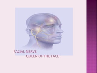 FACIAL NERVE
QUEEN OF THE FACE
 