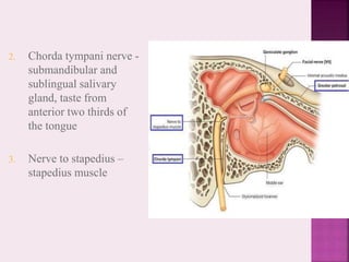 2. Chorda tympani nerve -
submandibular and
sublingual salivary
gland, taste from
anterior two thirds of
the tongue
3. Nerve to stapedius –
stapedius muscle
 