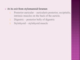  At its exit from stylomastoid foramen
1. Posterior auricular – auricularis posterior, occipitalis,
intrinsic muscles on the back of the auricle.
2. Digastric – posterior belly of digastric
3. Stylohyoid – stylohyoid muscle
 