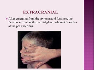  After emerging from the stylomastoid foramen, the
facial nerve enters the parotid gland, where it branches
at the pes anserinus.
 