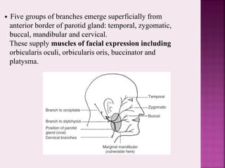 • Five groups of branches emerge superficially from
anterior border of parotid gland: temporal, zygomatic,
buccal, mandibular and cervical.
These supply muscles of facial expression including
orbicularis oculi, orbicularis oris, buccinator and
platysma.
 