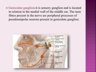  Geniculate ganglion-it is sensory ganglion and is located
in relation to the medial wall of the middle ear. The taste
fibres present in the nerve are peripheral processes of
pseudounipolar neurons present in geniculate ganglion.
 