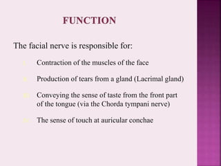The facial nerve is responsible for:
I. Contraction of the muscles of the face
II. Production of tears from a gland (Lacrimal gland)
III. Conveying the sense of taste from the front part
of the tongue (via the Chorda tympani nerve)
IV. The sense of touch at auricular conchae
 