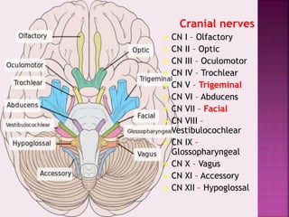Cranial nerves
 CN I – Olfactory
 CN II – Optic
 CN III – Oculomotor
 CN IV – Trochlear
 CN V – Trigeminal
 CN VI – Abducens
 CN VII – Facial
 CN VIII –
Vestibulocochlear
 CN IX –
Glossopharyngeal
 CN X – Vagus
 CN XI – Accessory
 CN XII – Hypoglossal
 