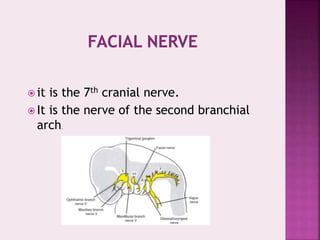  it is the 7th cranial nerve.
 It is the nerve of the second branchial
arch.
 