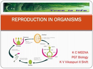 K C MEENA
PGT Biology
K V Vikaspuri II Shift
REPRODUCTION IN ORGANISMS
 