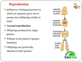 Reproduction Def reproduction in organisms in cells division | PDF