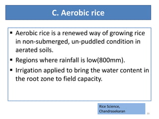 irrigation management in different rice establishment methods. | PPTX