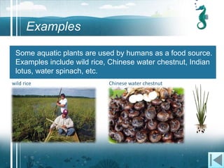 WATER AND SCIENCE | PPTX