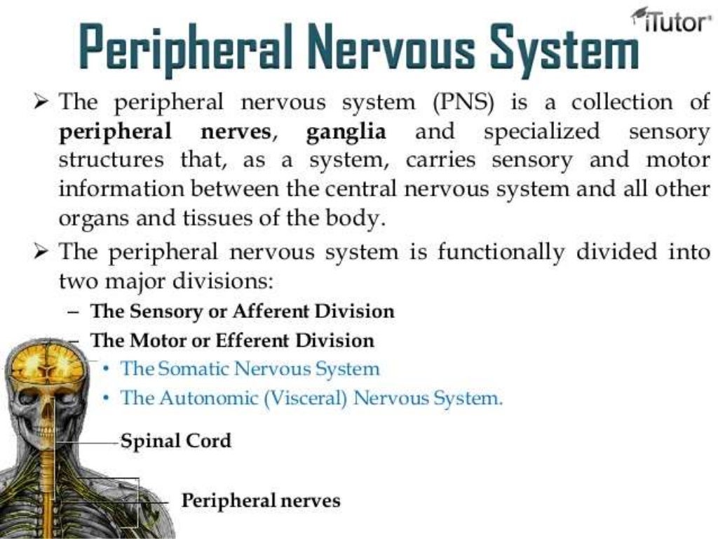 thesis about nervous system