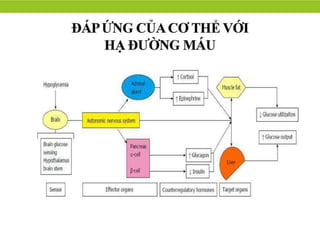Bác sĩ chia sẻ tài liệu về bệnh hạ đường huyết ở người cao tuổi